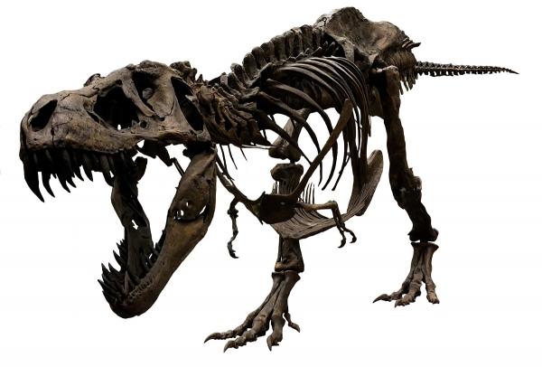 特別展「ティラノサウルス展～ T.rex 驚異の肉食恐竜～」　ティラノサウルス全身復元骨格（愛称：スタン）