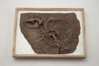 特別展「大地のハンター展　Hunters on Land　―陸の上にも4億年―」　レペノマムス・ギガンティクス化石標本（複製） 国立科学博物館蔵