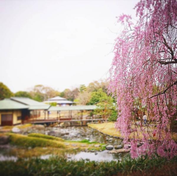 白鳥庭園 桜