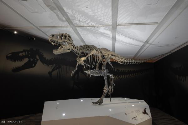 ゴルゴサウルス全身骨格標本