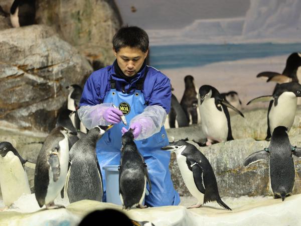 フィーディングタイム（ケープペンギン）