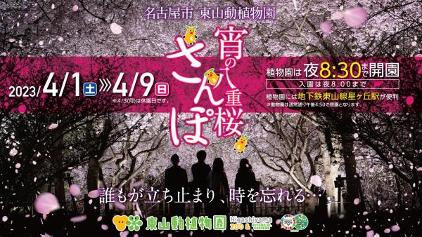 宵の八重桜さんぽ2023