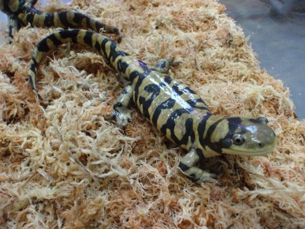 名古屋港水族館 オビトラフサンショウウオ