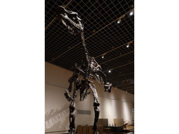 「カムイサウルス・ジャポニスク（通称：むかわ竜）」