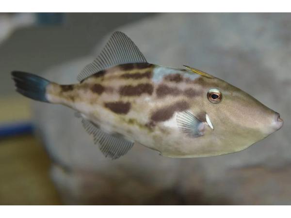 名古屋港水族館 ウマヅラハギ