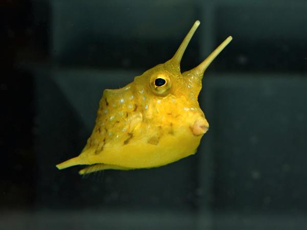 名古屋港水族館 コンゴウフグ