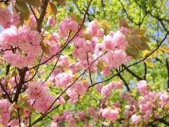 Spring Flower Festival: Canola Flowers and Cherry Blossoms