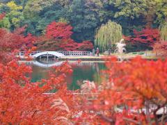 Lễ hội lá mùa thu Tokugawa-en với Nishiki