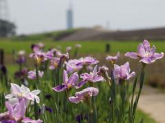 Roses and Irises at Shonai Ryokuchi Park -Early Summer Flower Festival-