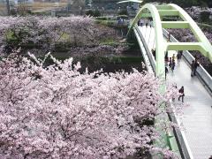 Arakogawa Park Sakura Festival