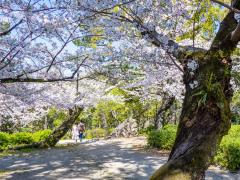 鶴舞公園 櫻花節