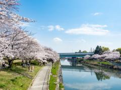 Arakogawa Park Sakura Festival