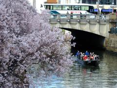 Spring Nagoya Horikawa Cruise