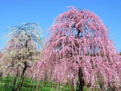 Weeping Plum Tree Festival