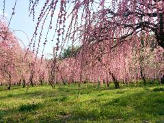 Weeping Plum Tree Festival