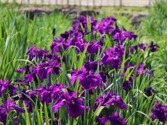 Early Summer Flower Festival: Roses and irises at Shonai Ryokuchi Park