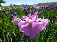 Early Summer Flower Festival: Roses and irises at Shonai Ryokuchi Park