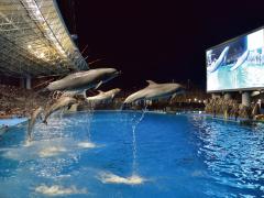 名古屋港水族館 イルカのナイトパフォーマンス