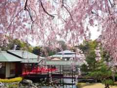 Shirotori Garden Cherry Blossom Viewing Event