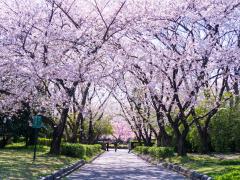 Spring Flower Festival: Canola Flowers and Cherry Blossoms