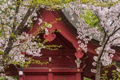 富部神社 Chigo Parade