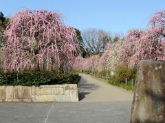 垂枝梅节