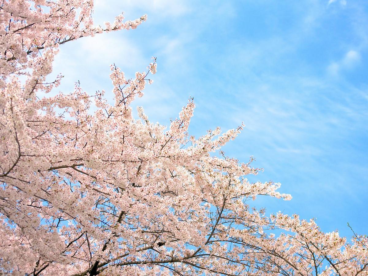 Nagoya Flower Viewing Special Feature