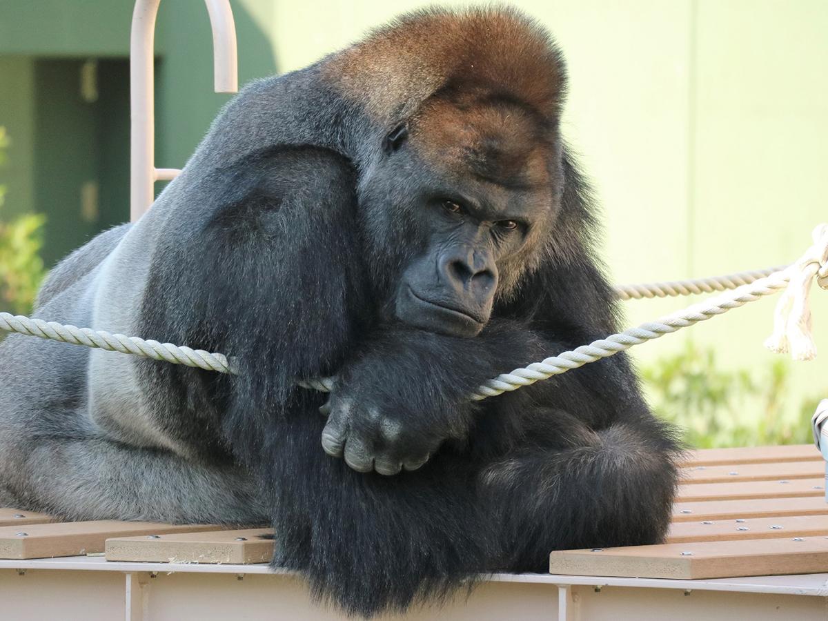 東山動植物園「イケメンゴリラ・シャバーニ」