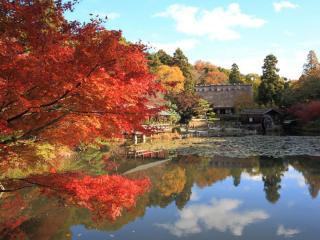 Nagoya Autumn Leaves 2023 Special Feature