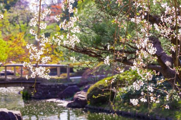 白鳥庭園の桜