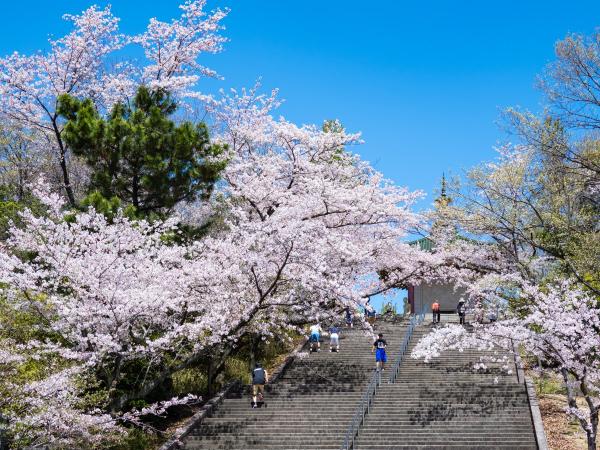 Peace Park cherry blossoms