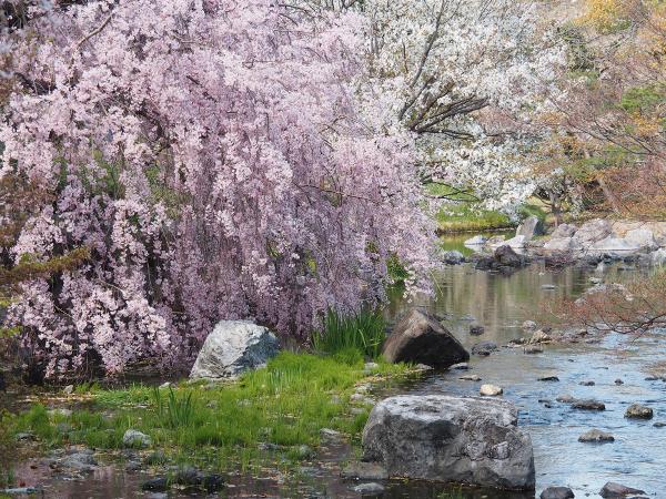 Shirotori Garden cherry blossoms