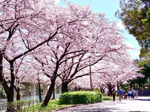 荒子川公園の桜