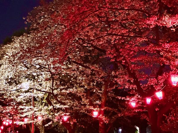 荒子川公園の桜