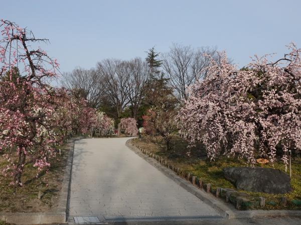 Arako Park plum blossoms