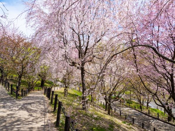 Higashiyama Zoo and Botanical Gardens Cherry Blossoms