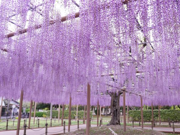 津島天王川公園以及周邊