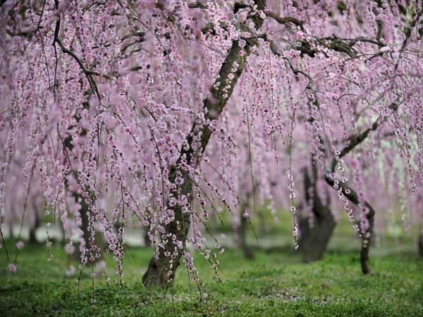 名古屋市农业中心