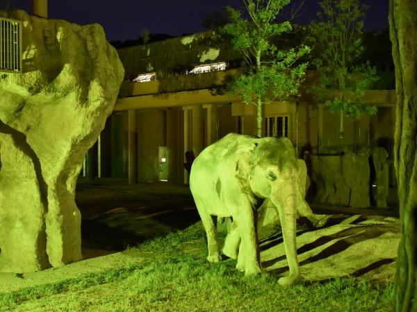 東山動植物園ナイトZOO