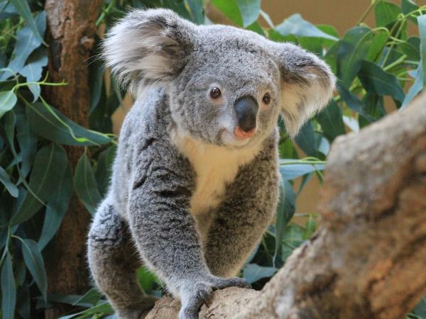 東山動植物園 コアラ