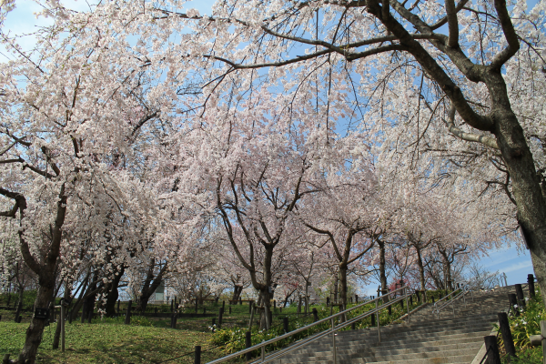 Higashiyama Zoo and Botanical Gardens Cherry Blossoms