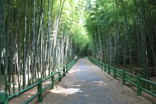 牧野ヶ池緑地 竹の小径