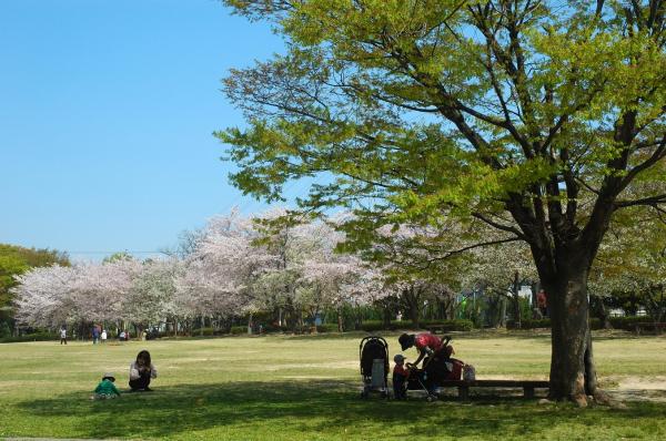 牧野ヶ池緑地 春の広場