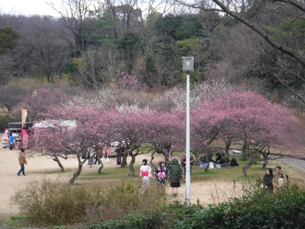 Odaka Greenery Park plum blossoms