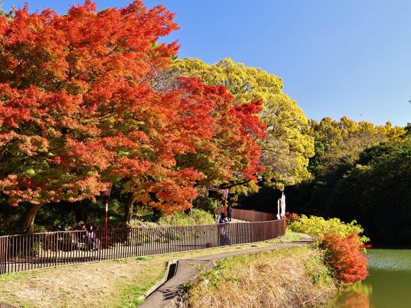 聚楽園公園見頃