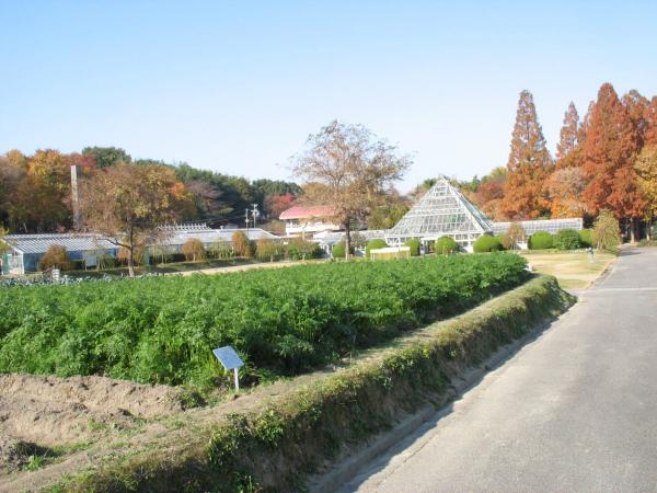 名古屋市農業センターdelaふぁーむ ニンジン畑