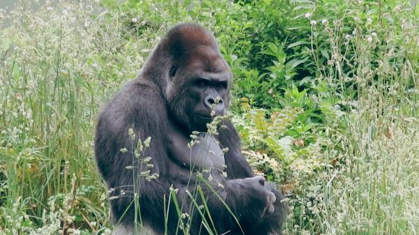 Higashiyama Zoo and Botanical Gardens (Zoo Site)