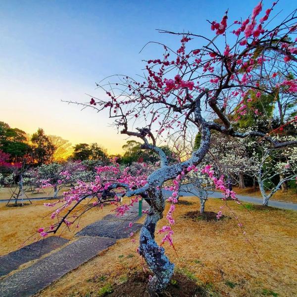 Mukaiyama Greenery Park plum blossoms