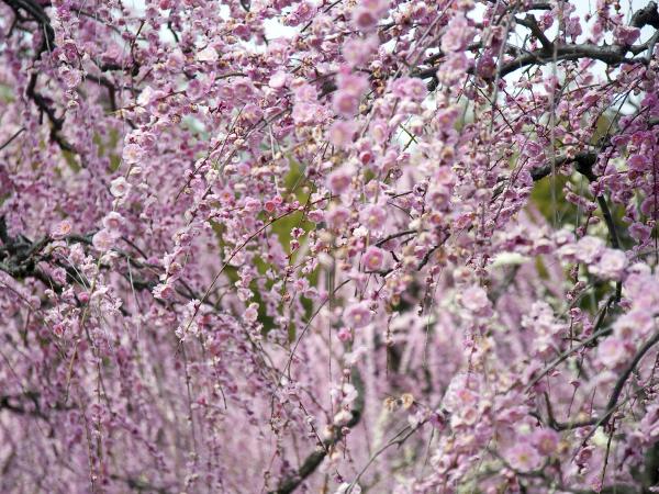 名古屋市农业中心