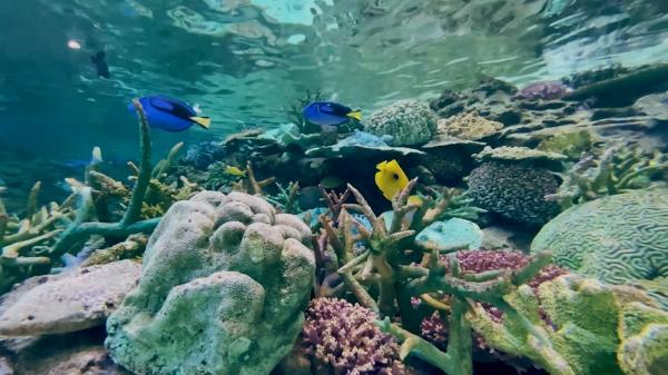 名古屋港水族館